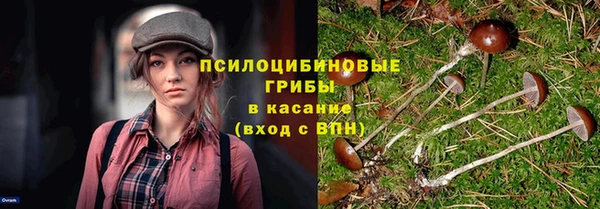 PSILOCYBIN Бородино